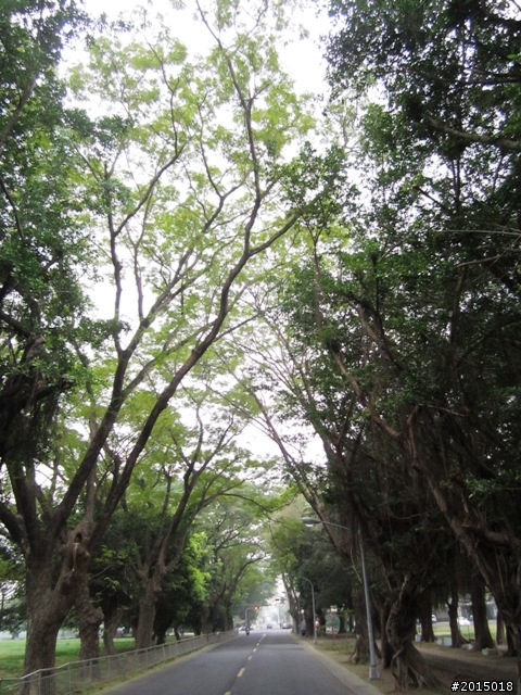 【城市漫遊Ⅶ】迷路原為看花開～萬年縣傳奇