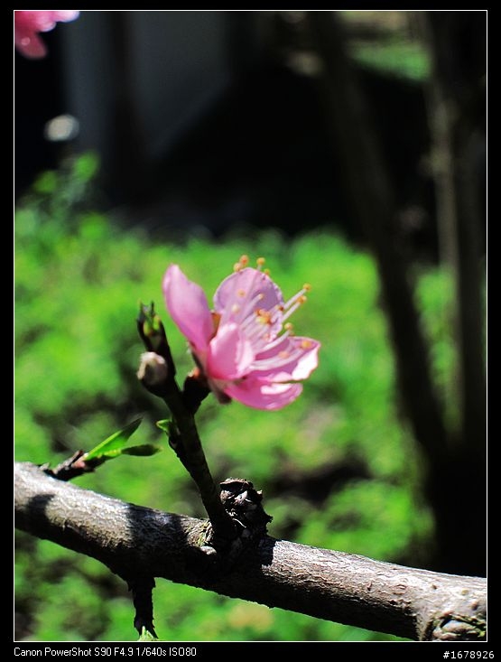 過年-賞梅花-櫻花去!