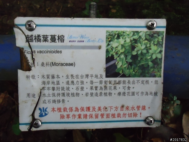 2012/01/23新春過年台北市天母古道行