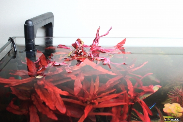 年假水草缸慘案