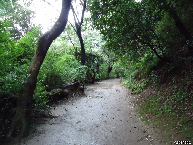 2012/01/23新春過年台北市天母古道行