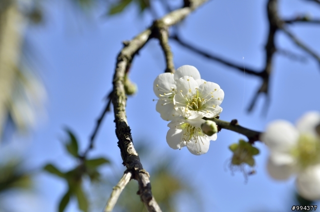 風櫃斗梅花