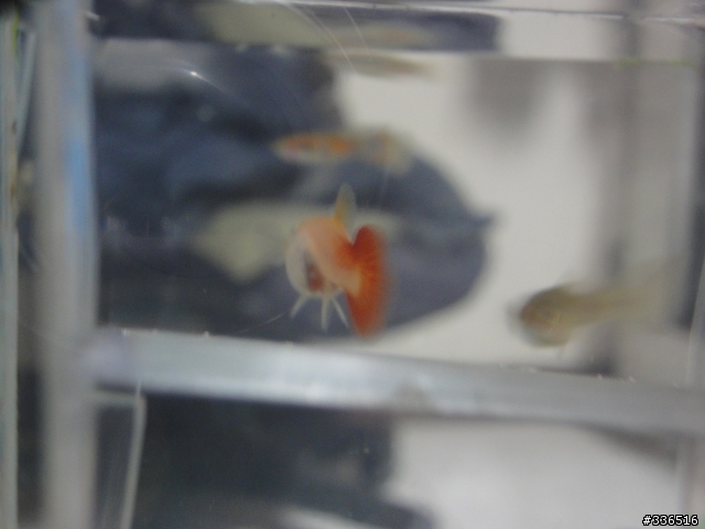 孔雀魚這樣是要生了嗎？