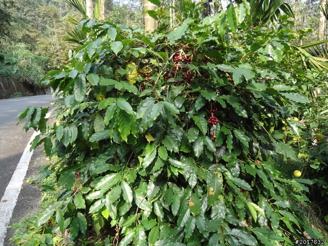 2012-01-29瑞太古道(純圖片)