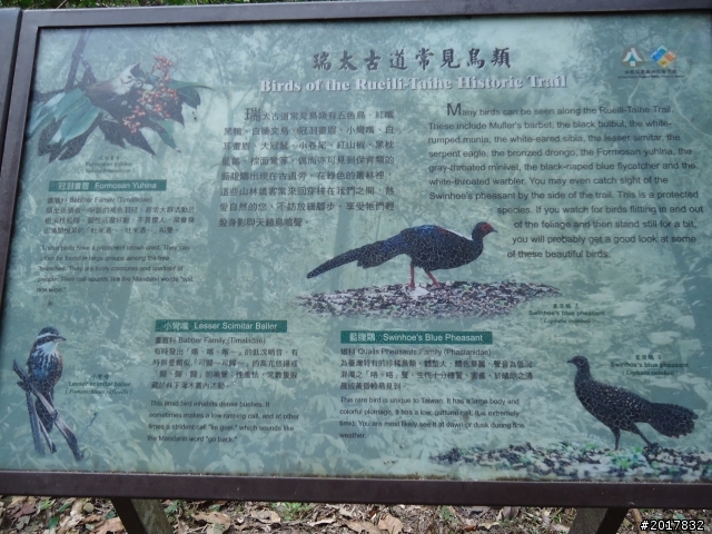 2012-01-29瑞太古道(純圖片)