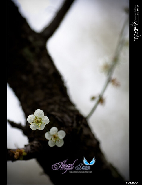 2012梅花分享(歡迎蓋樓哦)