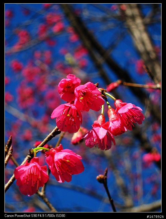 過年-賞梅花-櫻花去!