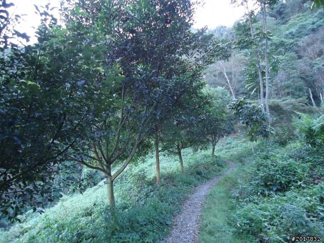 2012/01/19高雄大津尾寮山