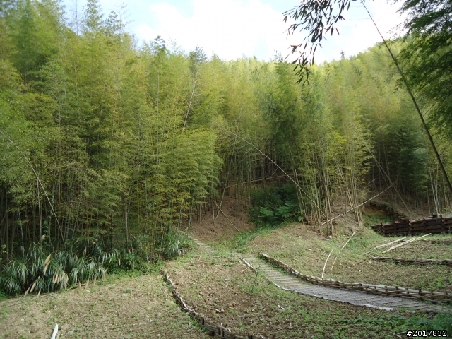 2012-01-29瑞太古道(純圖片)