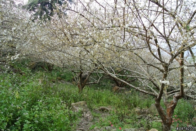 烏松崙賞梅沒咩陪 哭哭