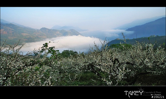 2012梅花分享(歡迎蓋樓哦)