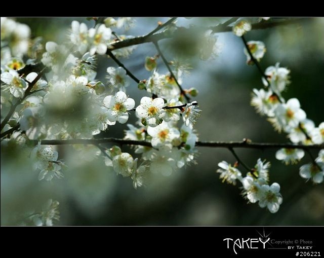 2012梅花分享(歡迎蓋樓哦)