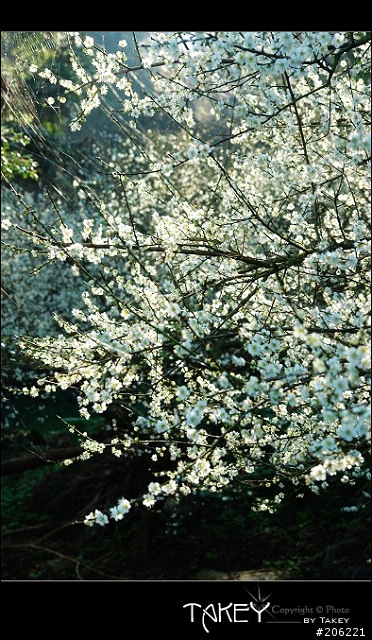 2012梅花分享(歡迎蓋樓哦)