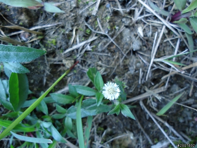 1/1高雄阿蓮大崗山之旅