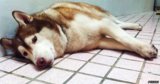 三重拾獲哈士奇咖啡色公犬!!!!!