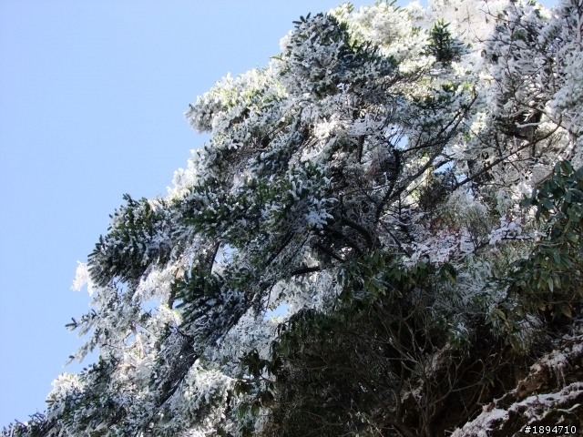 分享1月28日合歡山的雪~~