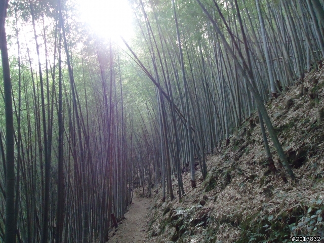 2012-01-29瑞太古道(純圖片)