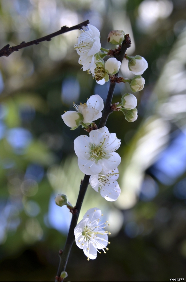風櫃斗梅花