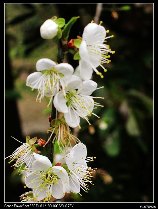過年-賞梅花-櫻花去!