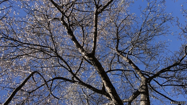 101/01/07-高雄-旗山-美瓏山-梅山口-藤枝--新增油耗記錄