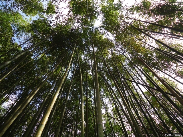 2012-01-29瑞太古道(純圖片)