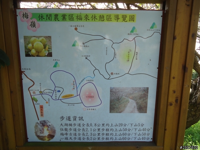 2012/01/28春節梅嶺賞梅
