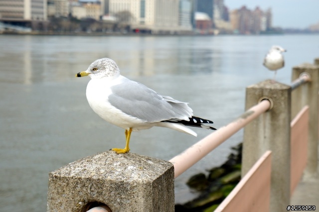 Nex5@NYC蓋大樓
