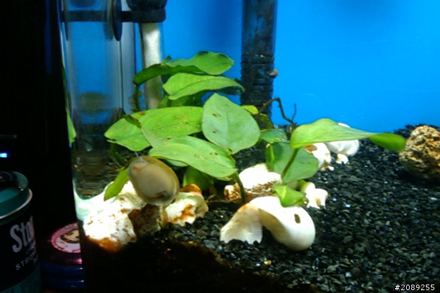 新手養魚及養草發問