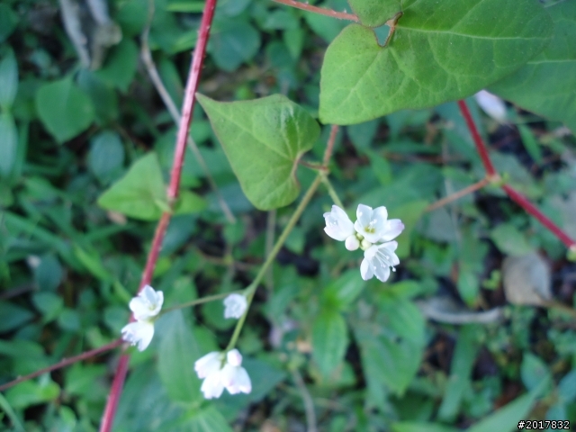 2012-01-29瑞太古道(純圖片)