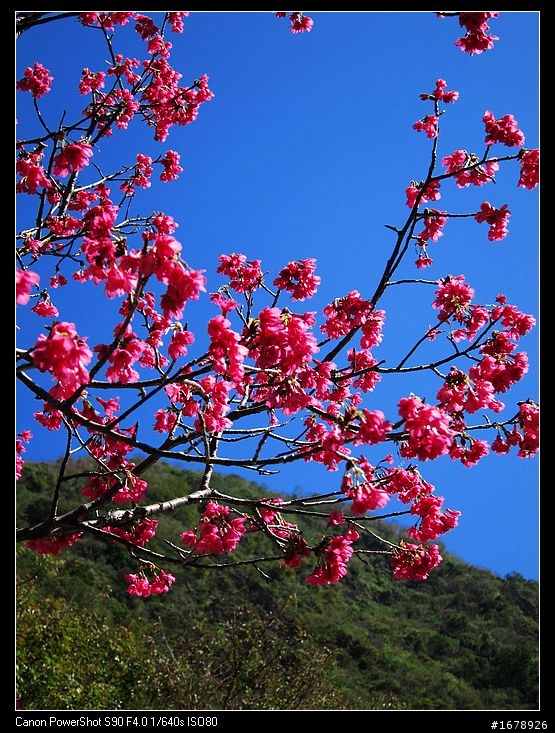 過年-賞梅花-櫻花去!
