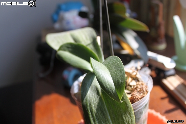 Canon 500D 開箱
