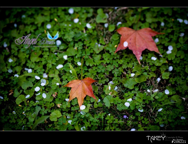 2012梅花分享(歡迎蓋樓哦)