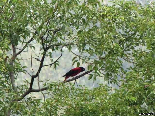 請問有人知道這是什麼鳥嗎?sx20 is遠距離拍攝
