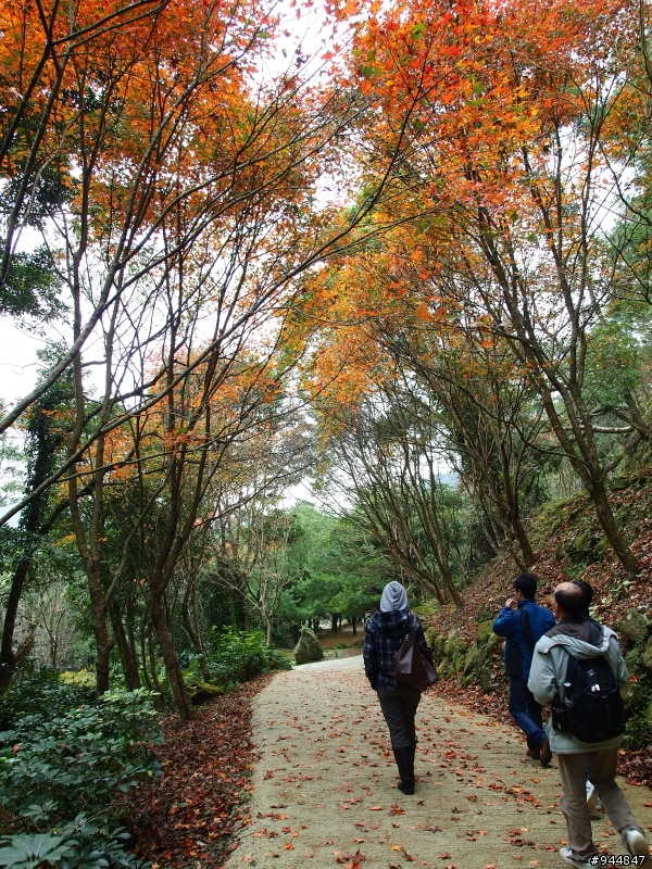 秋楓到冬楓...2011/11/06武陵and福壽山,11/12石門水庫,11/27武陵and福壽山~2012/01/01桃源仙谷,01/08尖石秀巒