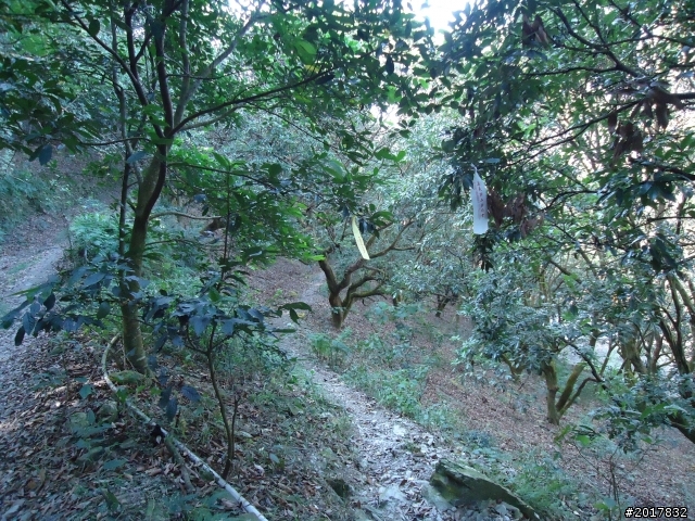 2012/01/19高雄大津尾寮山