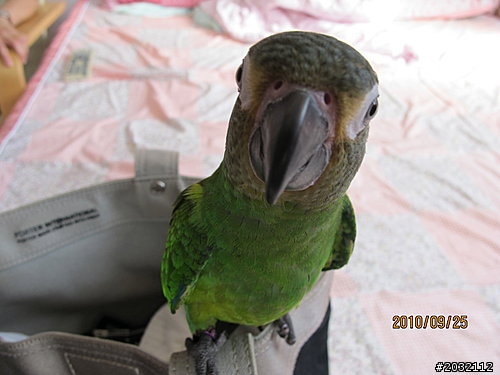 --老文--希望每位飼主不要忘記........寵物給主人的十大叮嚀........