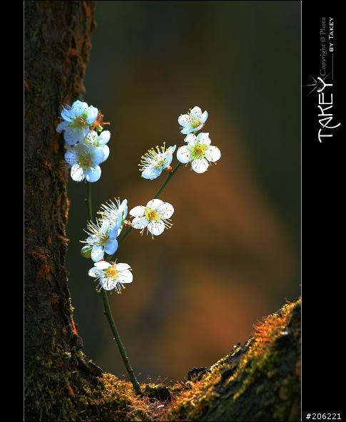 2012梅花分享(歡迎蓋樓哦)