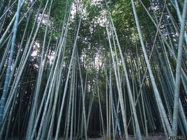 2012-01-29瑞太古道(純圖片)