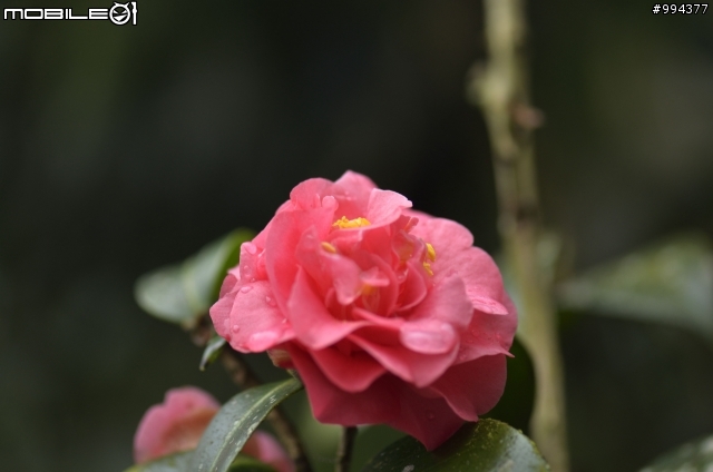 Nikon微距鏡皇-AF-S VR Micro-Nikkor 105mm f/2.8G IF-ED 蜘蛛網