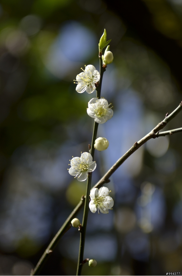 風櫃斗梅花