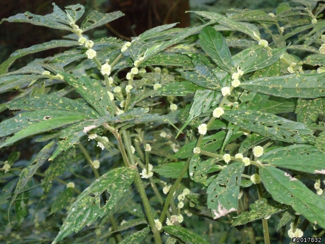 2012-01-29瑞太古道(純圖片)