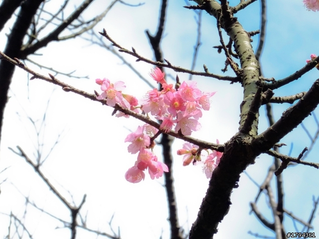 Sakura
