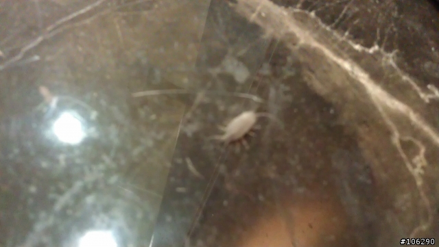 請問有人知道這是甚麼蟲嗎?