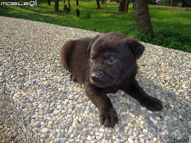 狗狗認養  一個月大 黑色小幼犬(歡迎認養)