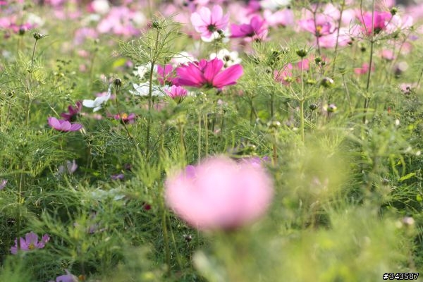 CANON EF 50mm F1.8 II拍花