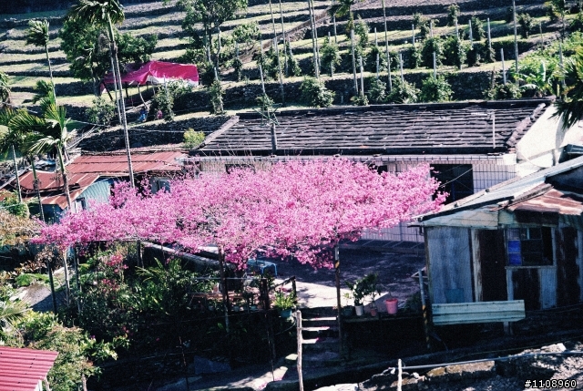 櫻花蓋大樓,大家一起來追櫻