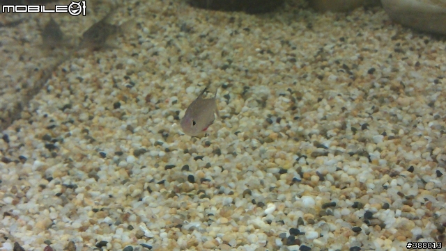 【附圖】新手養魚，出現陸續的死魚