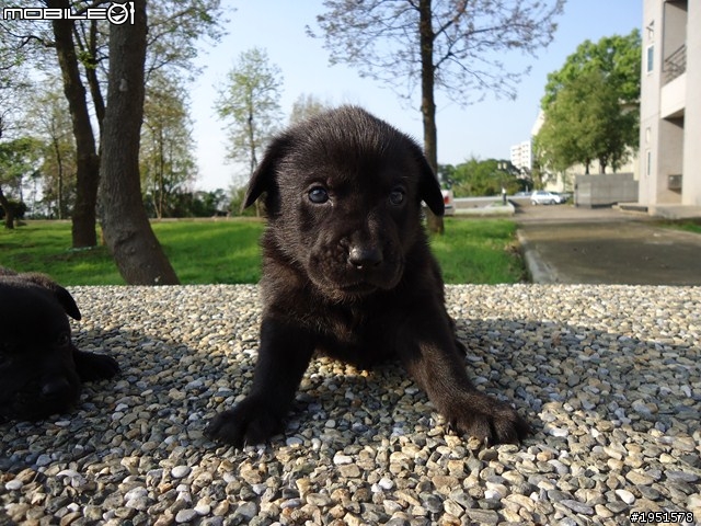 狗狗認養  一個月大 黑色小幼犬(歡迎認養)
