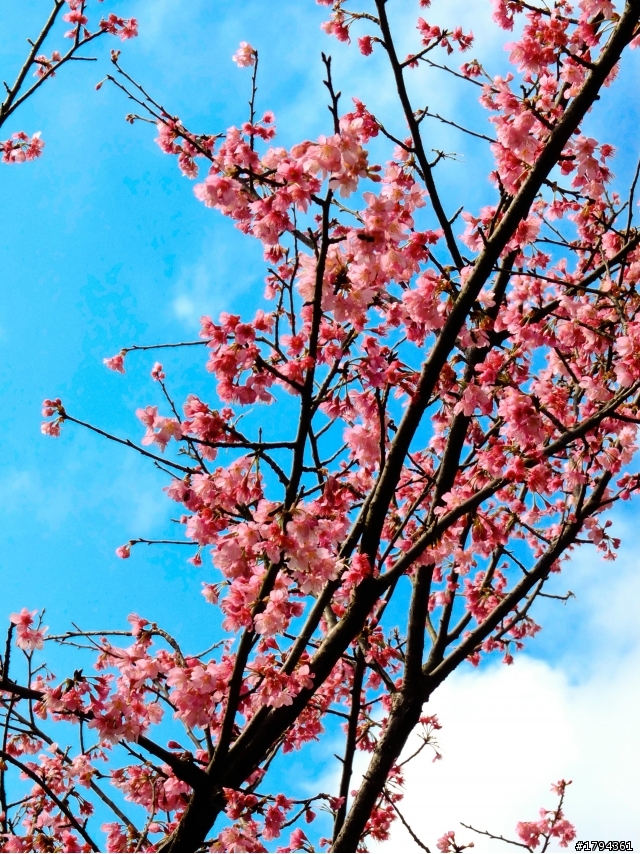 Sakura