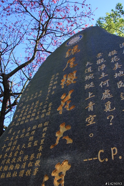 北投復興三路櫻花隧道+淡水滬尾櫻花大道